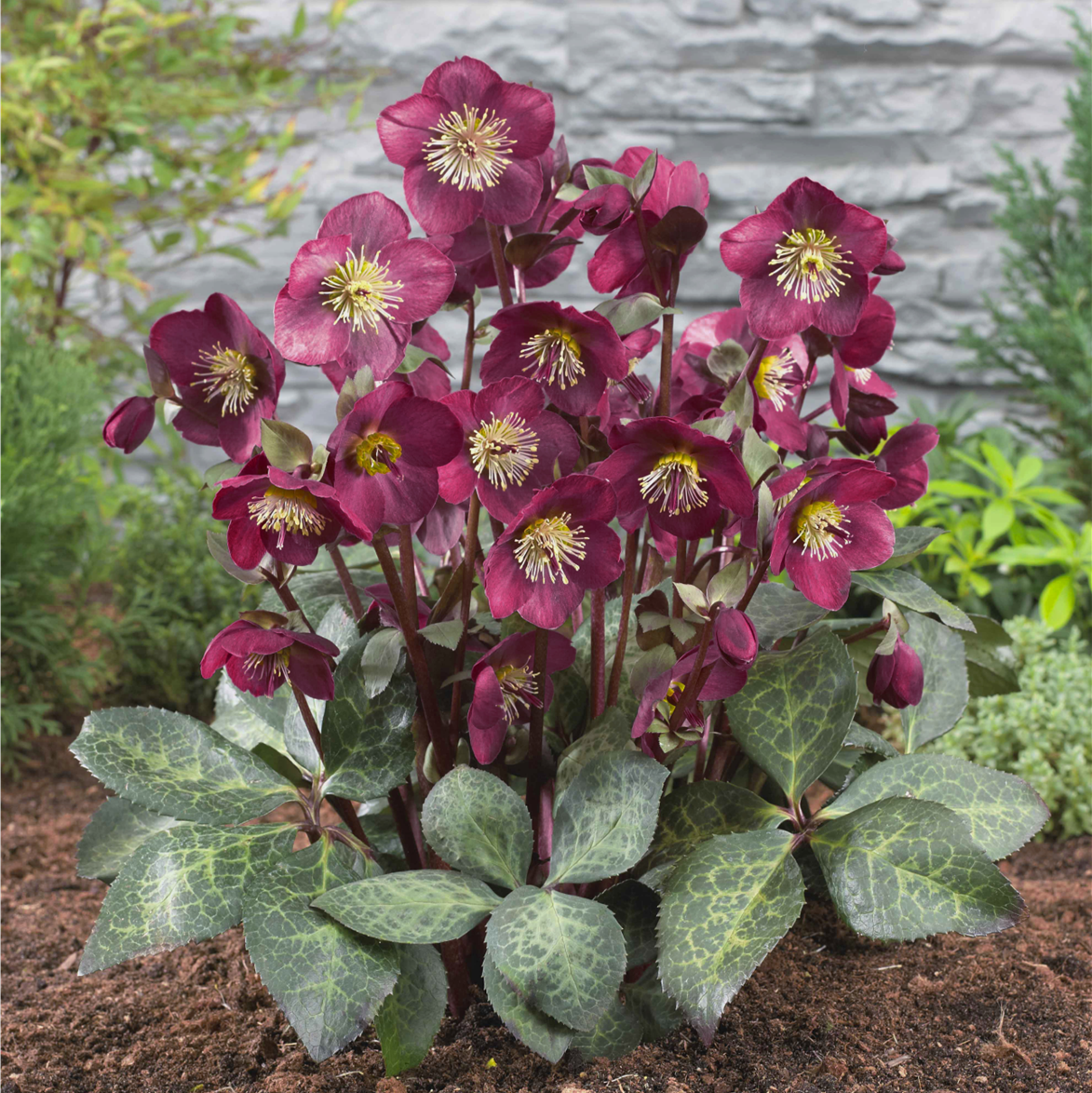HELLEBORUS ANNAS RED