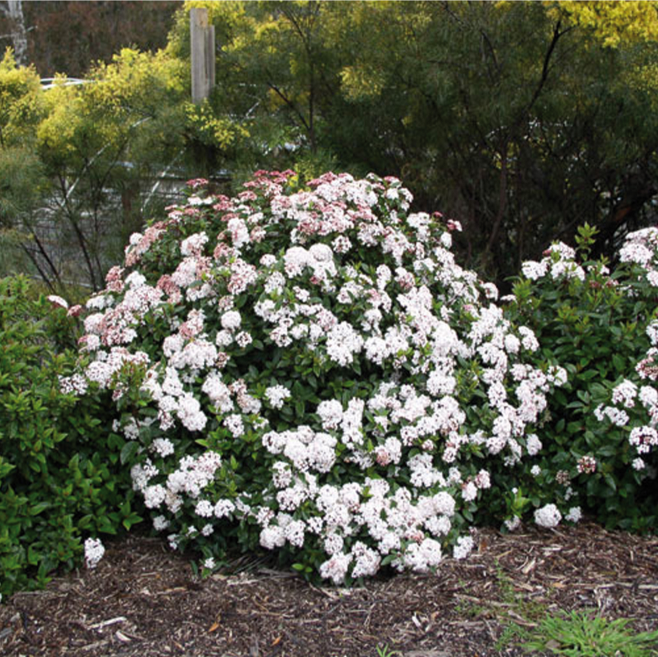 VIBURNUM ANVI