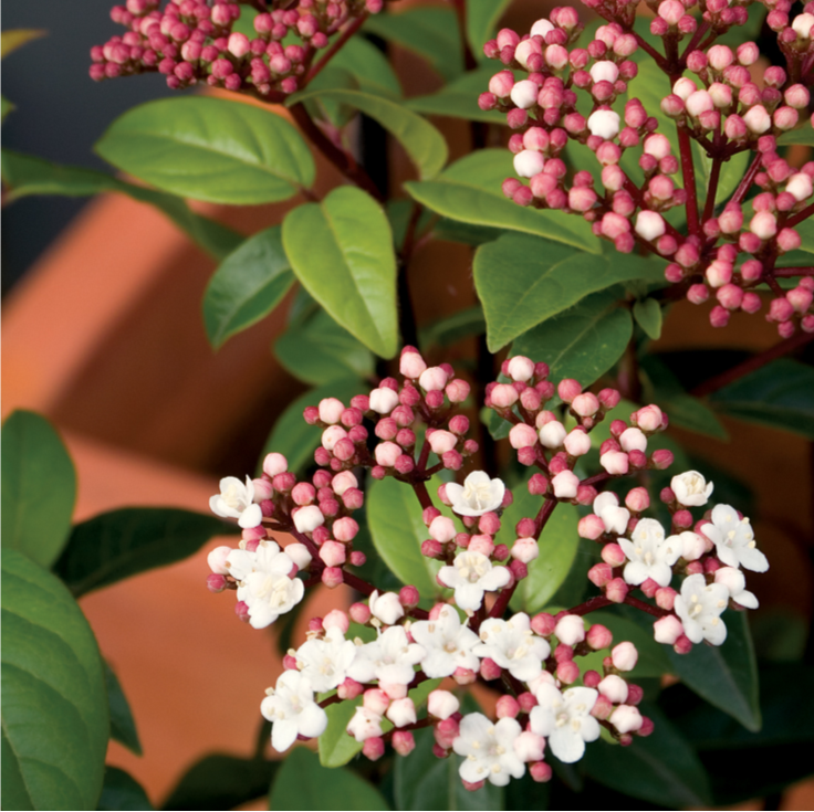 VIBURNUM ANVI