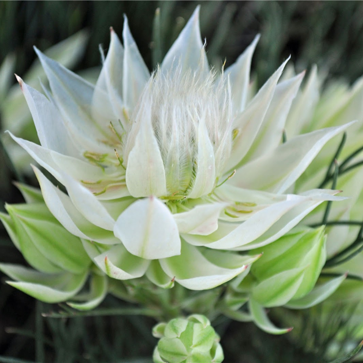 SERRURIA BLUSHING BRIDE