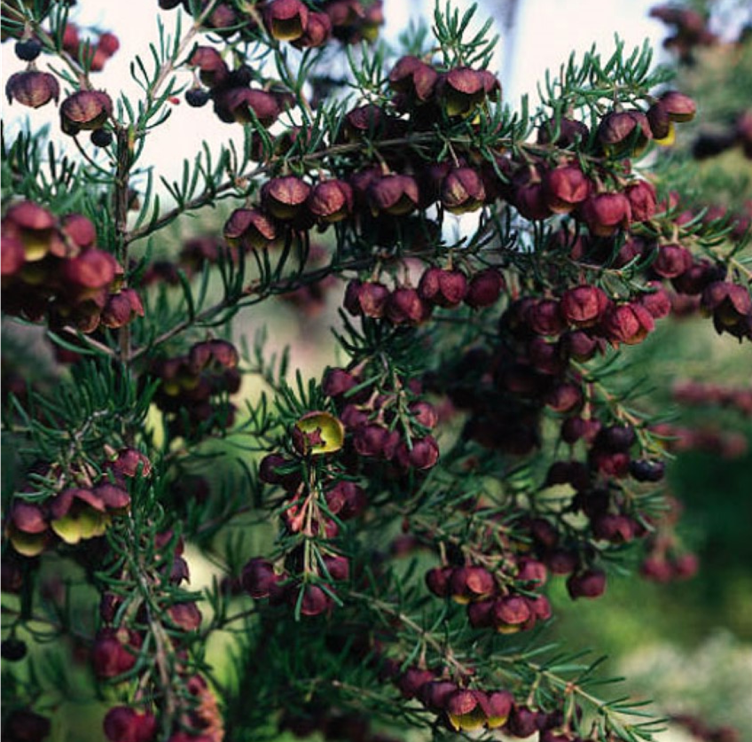 BROWN BORONIA - HEAVEN SCENT