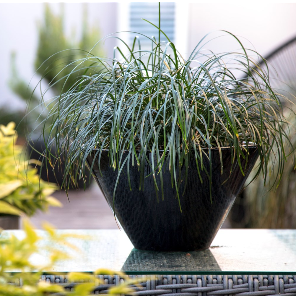 LIRIOPE EMERALD CASCADE