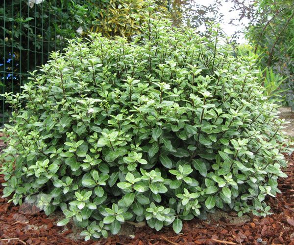 PITTOSPORUM GOLF BALL