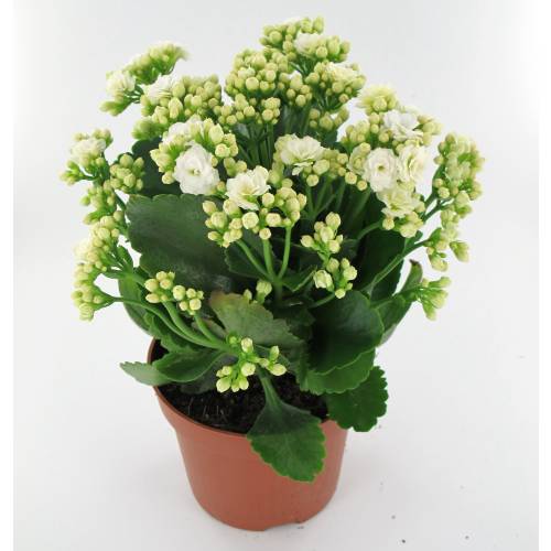 Plants