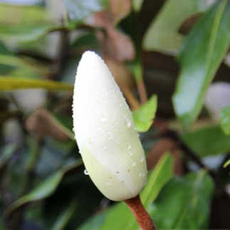 Plants