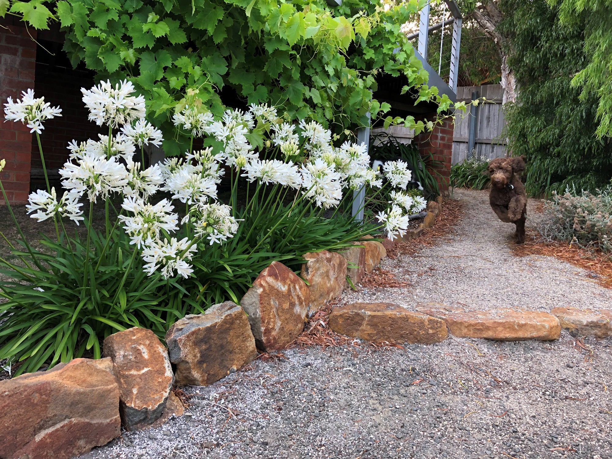 AGAPANTHUS PERPETUAL PEACE