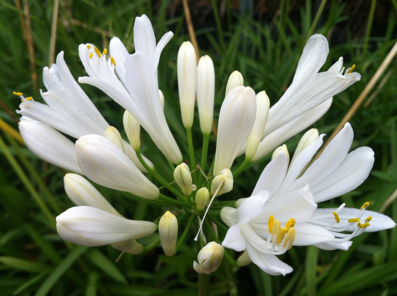 AGAPANTHUS PERPETUAL PEACE