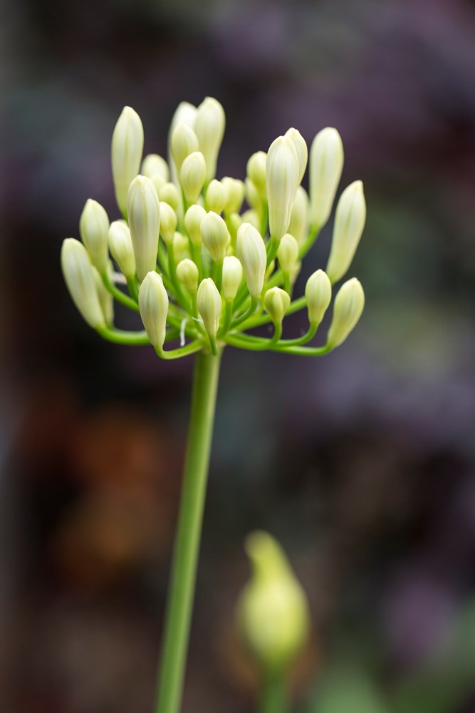 AGAPANTHUS PERPETUAL PEACE