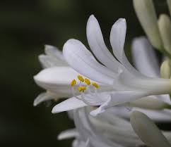 AGAPANTHUS PERPETUAL PEACE