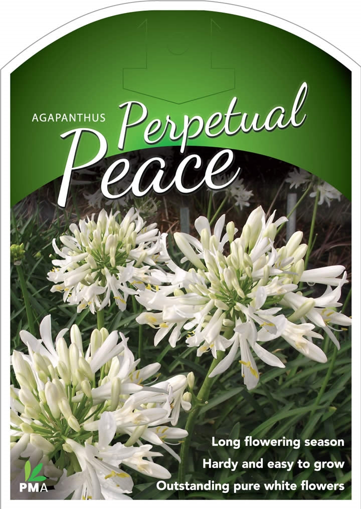 AGAPANTHUS PERPETUAL PEACE
