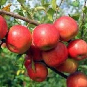APPLE SUPER DWARF RED FUJI - BARE ROOTED