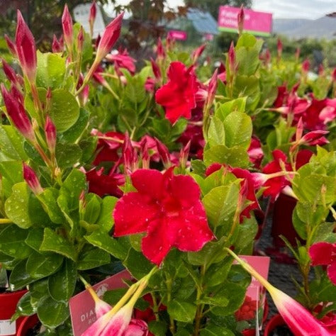 MANDEVILLA RED 140MM