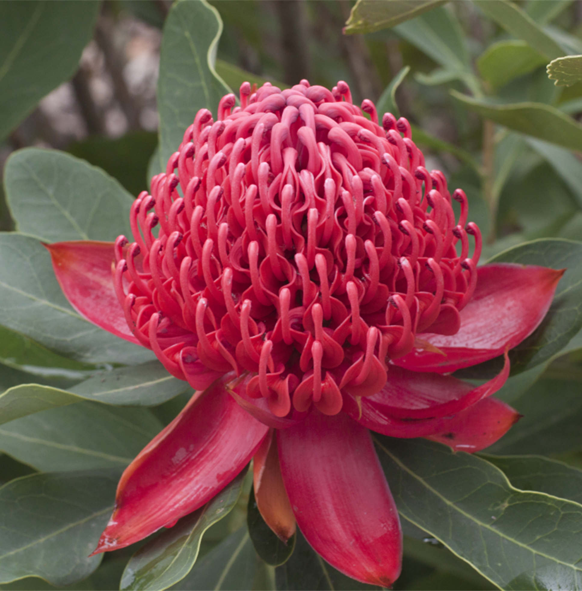 SHADY LADY CRIMSON WARATAH
