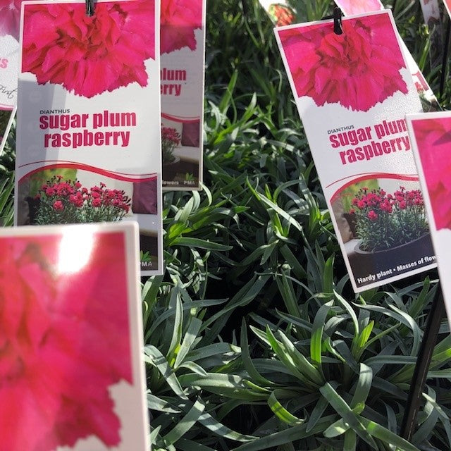 DIANTHUS SCENT FIRST RANGE