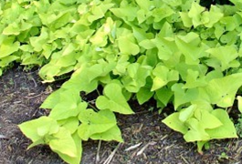 Plants
