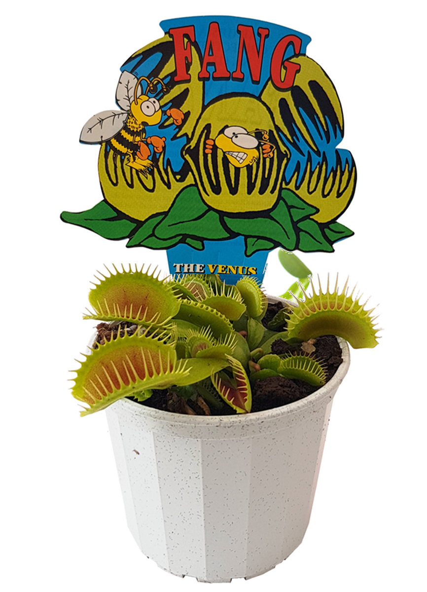 Venus fly deals traps bunnings