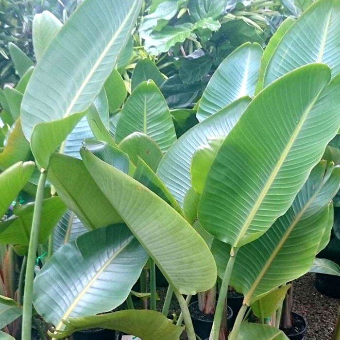 STRELITZIA NICOLAI 140MM