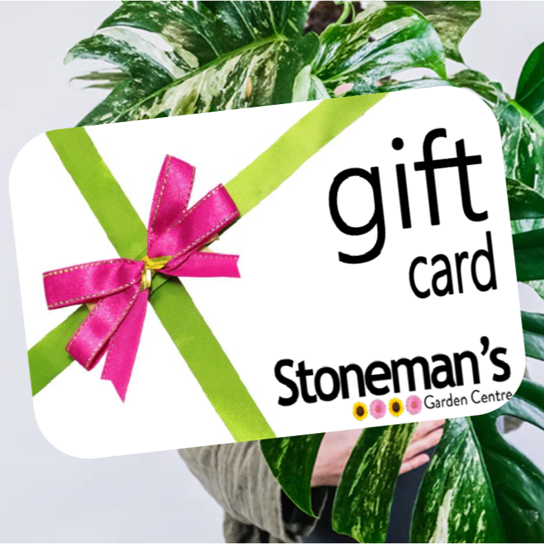 Gift Card monstera Sq