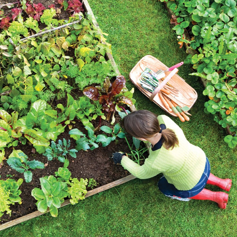 edible garden veg garden