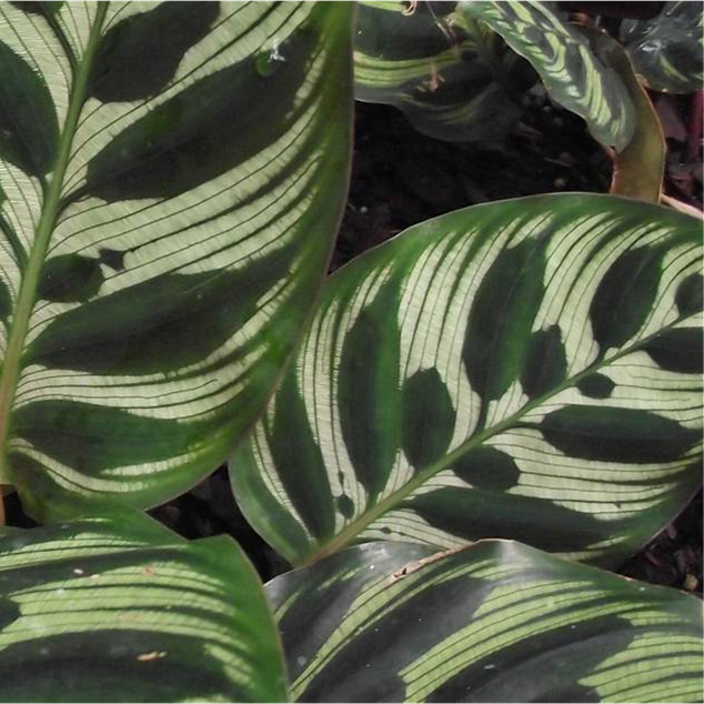 calathea house plants
