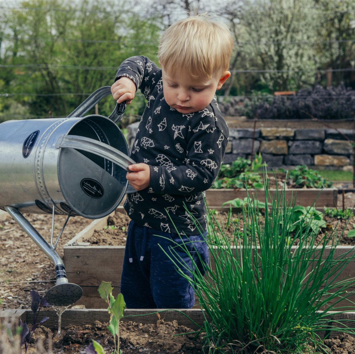 garden care watering plants garden