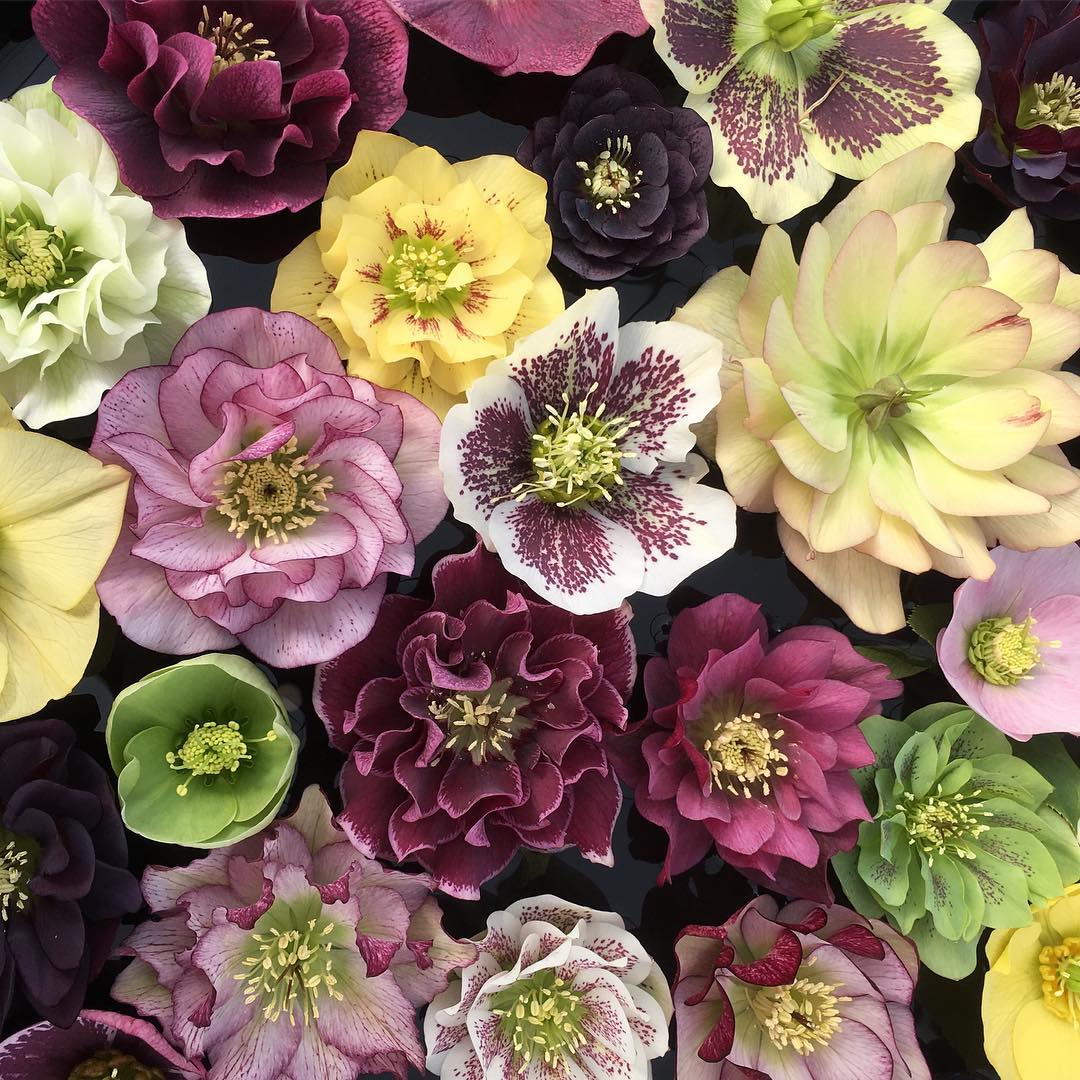 hellebore winter elegance