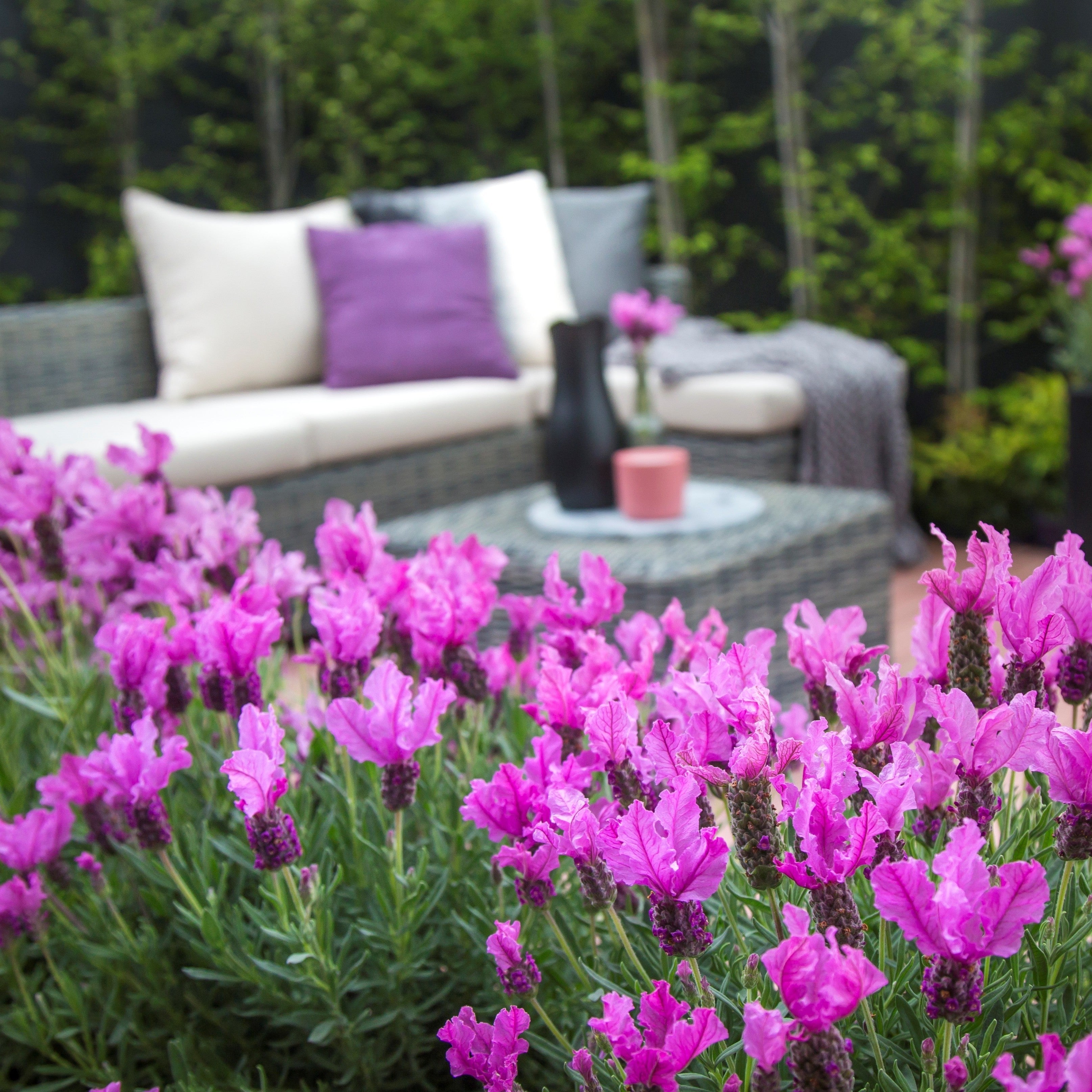 The Princess Lavender Outdoor Living Sq