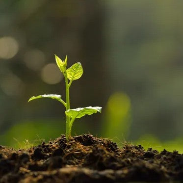 young plant growing