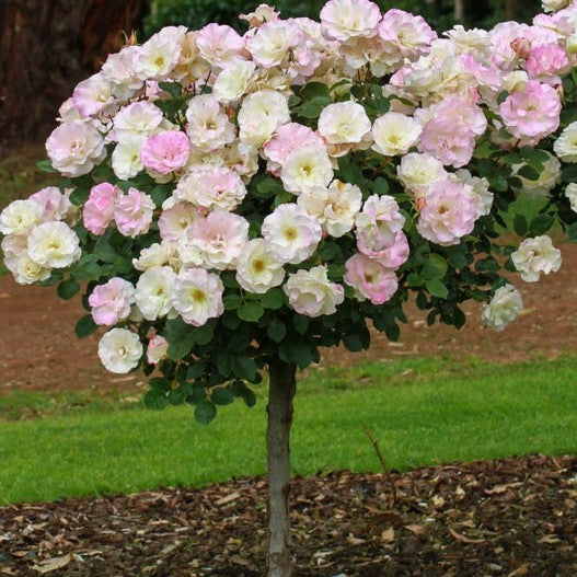 Roses - Standard 90cm - Stonemans Garden Centre