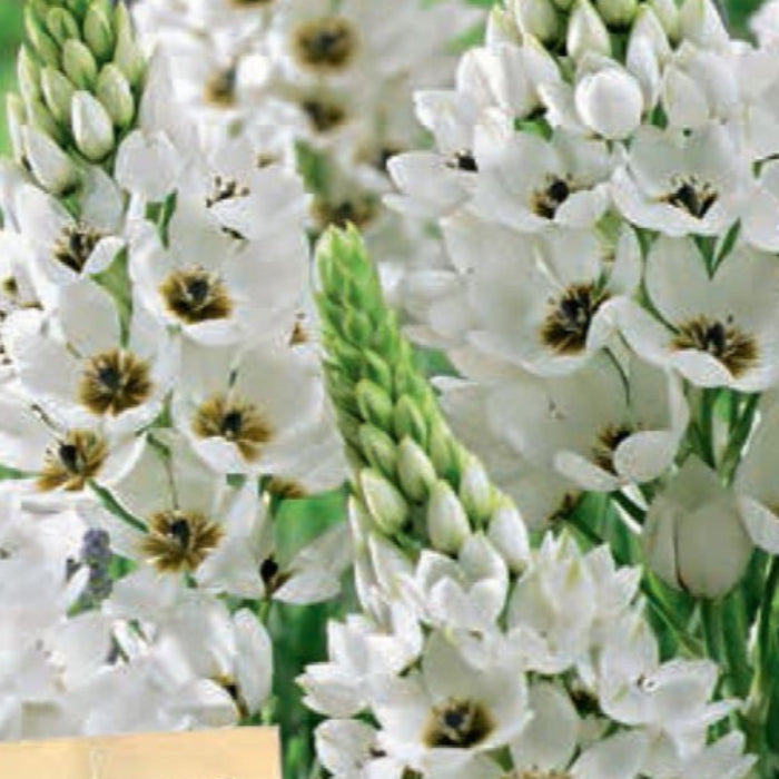 ORNITHOGALUM CHINCHERICHEE