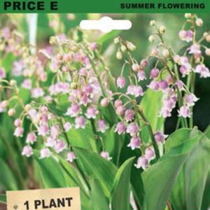 Packaging of Lily of the Valley Rosea with plant label and background of flowering plants.