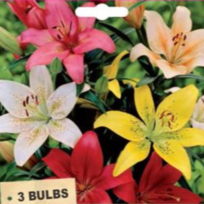 LILIUM BULB MIXED PACK OF 3