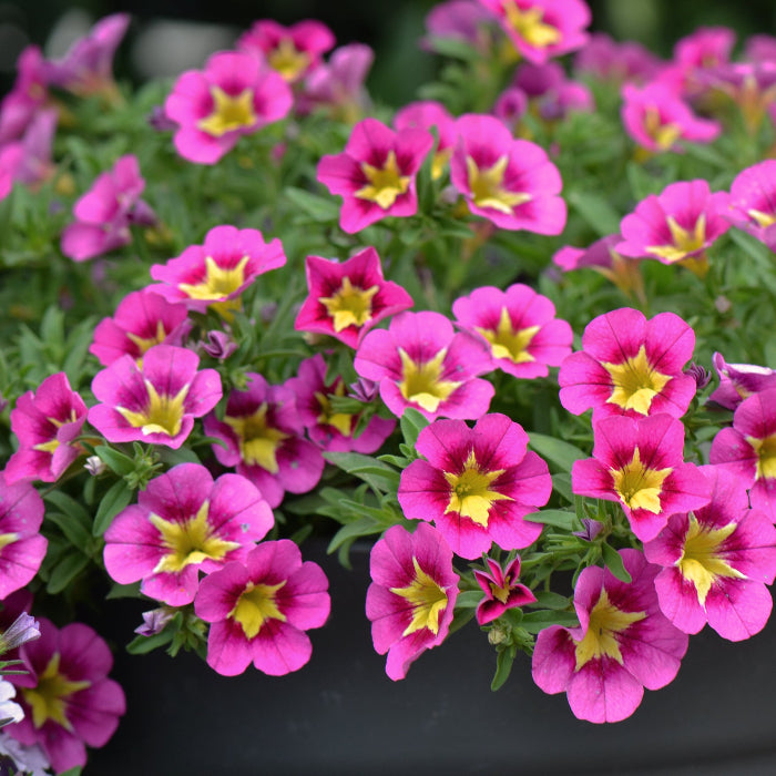CALIBRACHOA STARJUMP PINK
