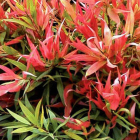 Close-up of vibrant red and green foliage