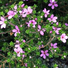 Close-up of pink flowers with green leaves