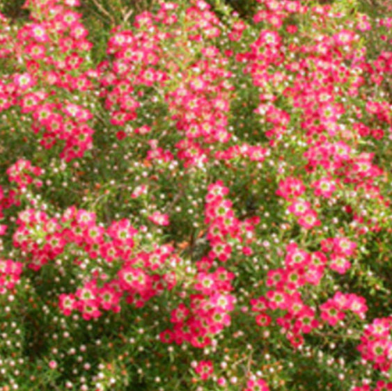 Bush with pink flowers and green leaves