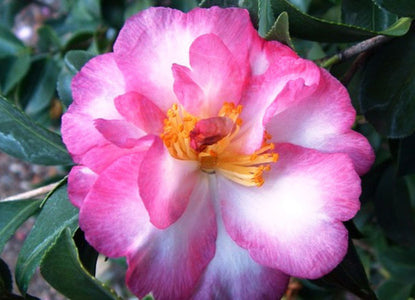 CAMELLIA SOMETHING SPECIAL 140MM