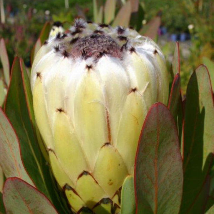 Close-up of a protea flower bud surrounded by green leaves