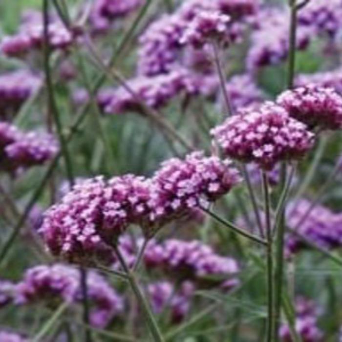 VERBENA BONARIENSIS 140MM