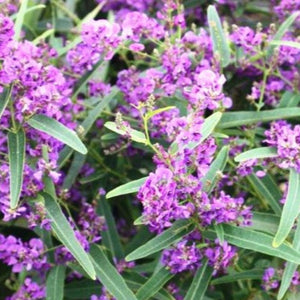 HARDENBERGIA MEEMA LOW GROWING