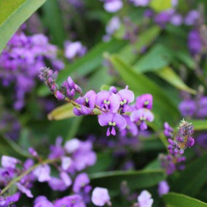 HARDENBERGIA MEEMA LOW GROWING