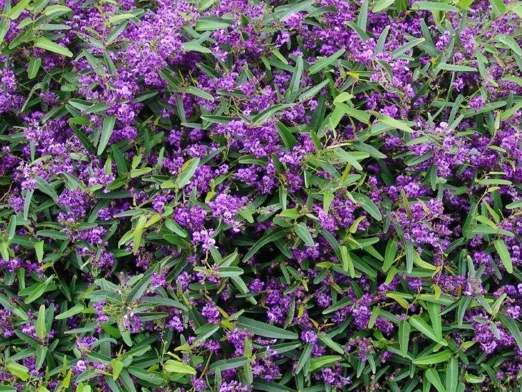 HARDENBERGIA MEEMA LOW GROWING