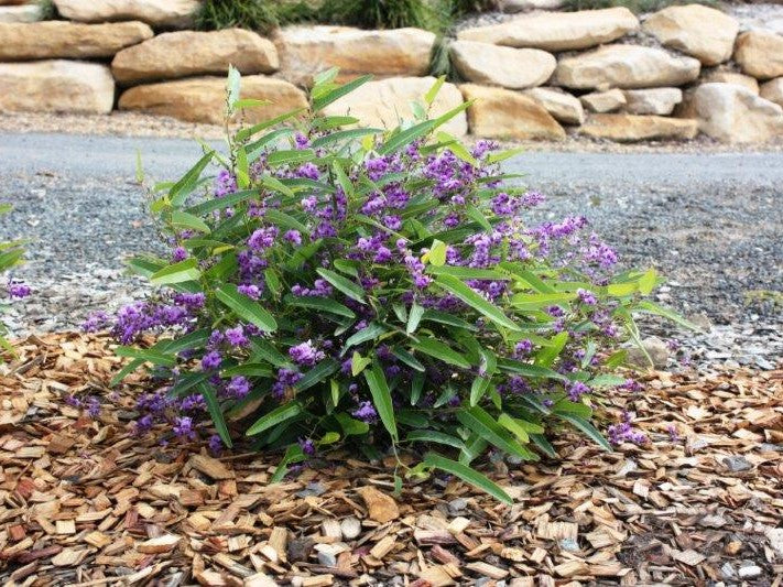 HARDENBERGIA MEEMA LOW GROWING