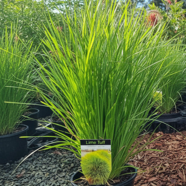 Group of green plants labeled 'Lime Tuff' in pots with a blurred background