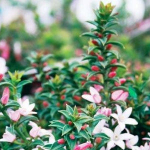 Close-up of a flowering plant with pink and white flowers and green leaves.