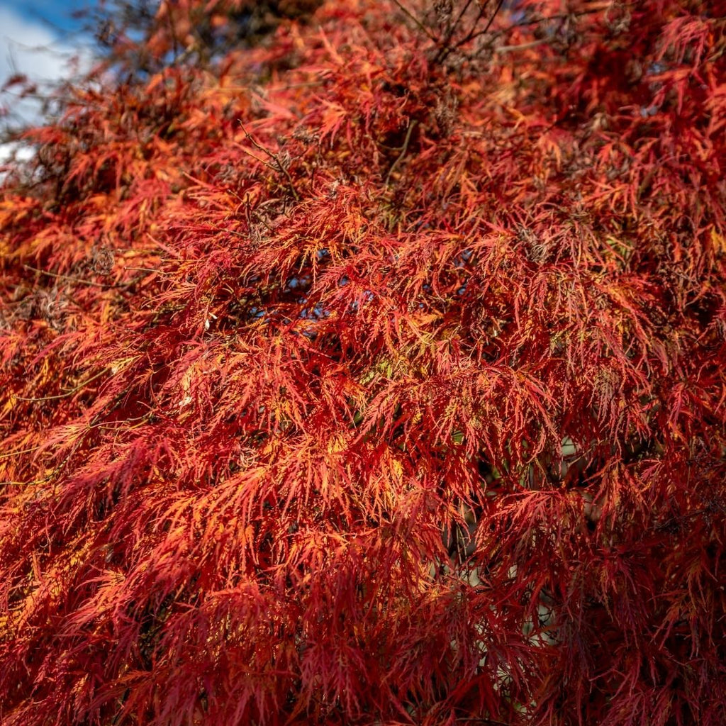 WEEPING MAPLE ATROPURPUREUM - Potted