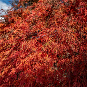 Ornamental Trees