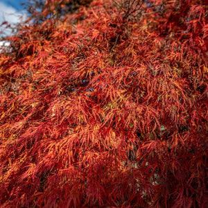 WEEPING MAPLE ATROPURPUREUM - Potted