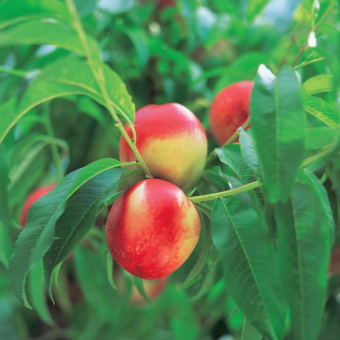 nectarine fruit on tree