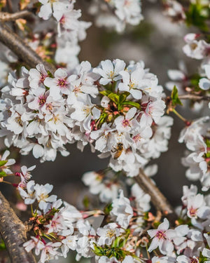 WEEPING CHERRY SNOW FOUNTAINS - SHORT - Potted